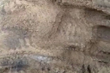 Chưa khẳng định chính xác loài thú rừng tấn công dê nuôi