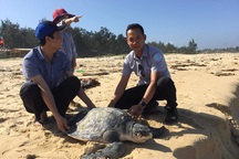 Thả cá thể đồi mồi nặng hơn 40kg về môi trường biển