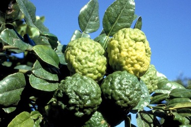 Xoài tím, chuối đỏ, chanh não người...chữa được bệnh: Chỉ là "chém gió"!