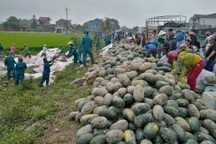 Hàng chục người giải cứu 25 tấn dưa hấu "tắm bùn" dưới ruộng