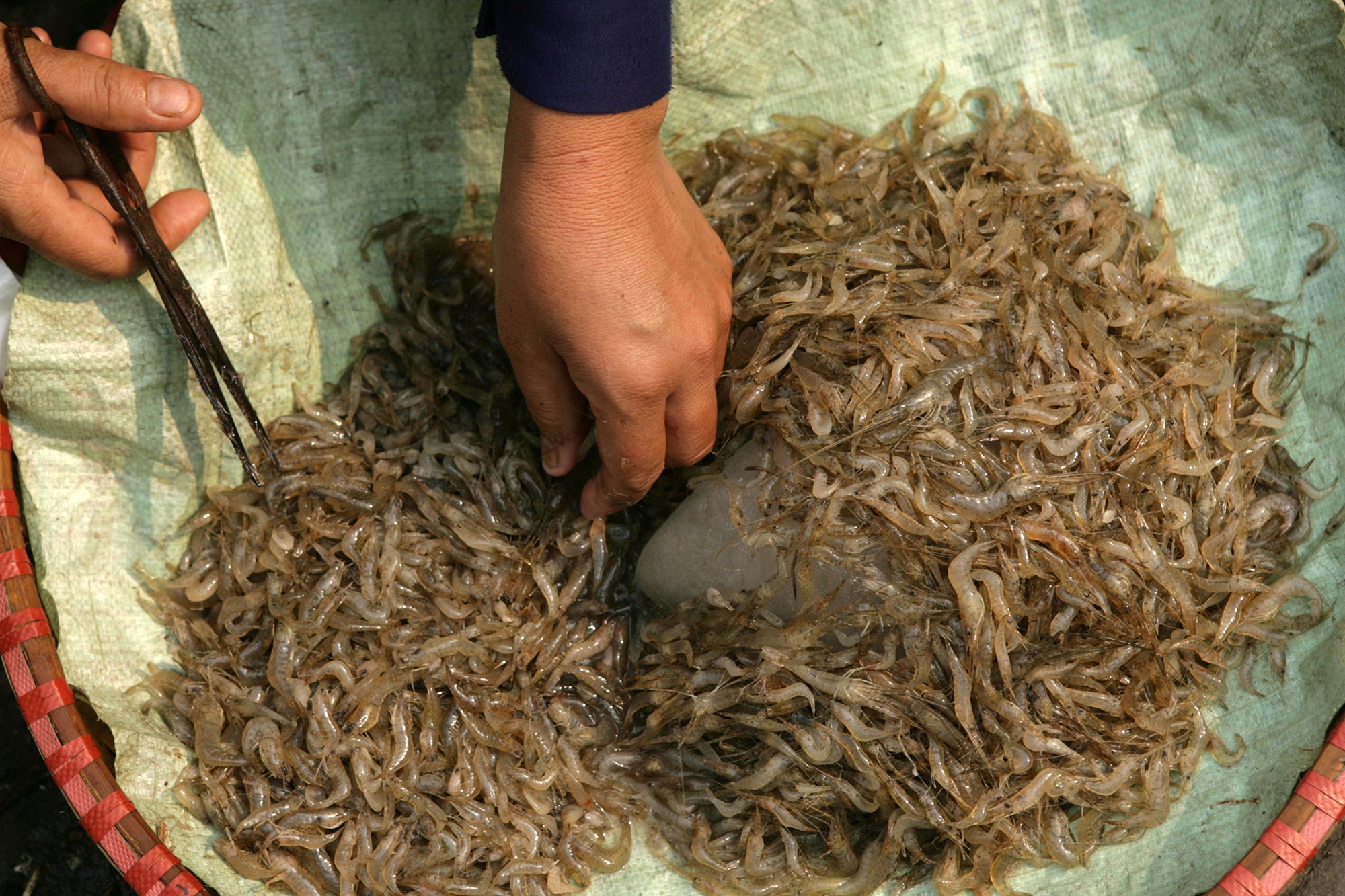 Chợ Hàng Bè xưa họp và bày bán giữa lòng đường phố cổ - 7 Chợ Hàng Bè xưa họp và bày bán giữa lòng đường phố cổ - 7