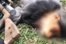 Điều tra thanh niên bắn chết động vật quý hiếm