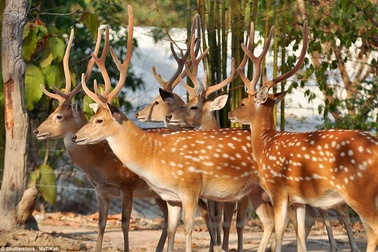 Những địa danh kỳ lạ do động vật làm “thống lĩnh”