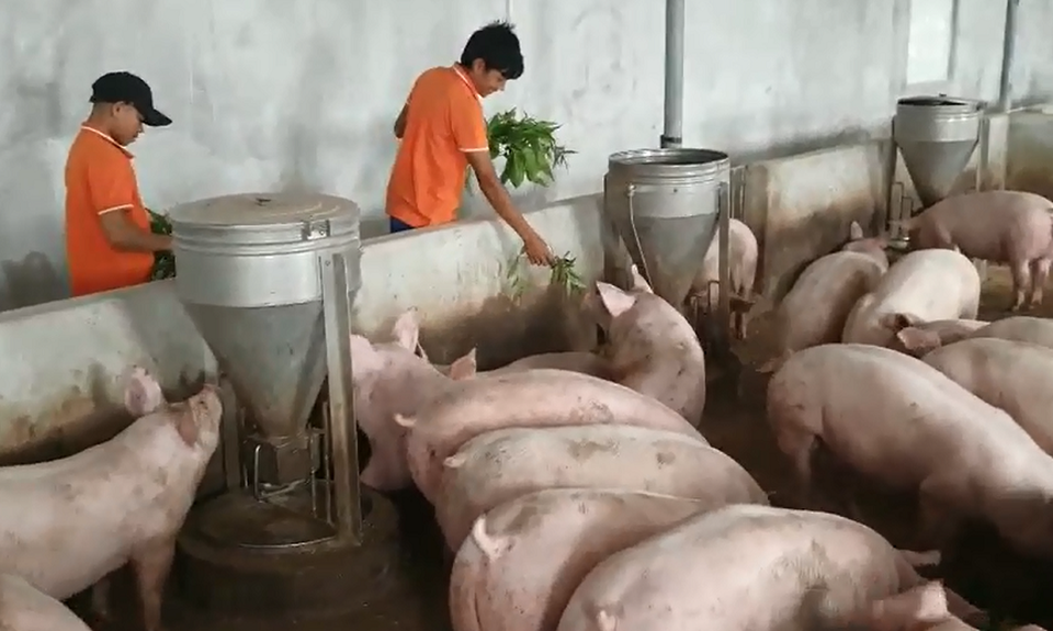 Một phụ nữ tiên phong nuôi heo bằng thảo mộc - 3 Một phụ nữ tiên phong nuôi heo bằng thảo mộc - 3
