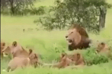 "Chúa tể thảo nguyên" hoảng hốt bỏ chạy khi thấy loài vật này
