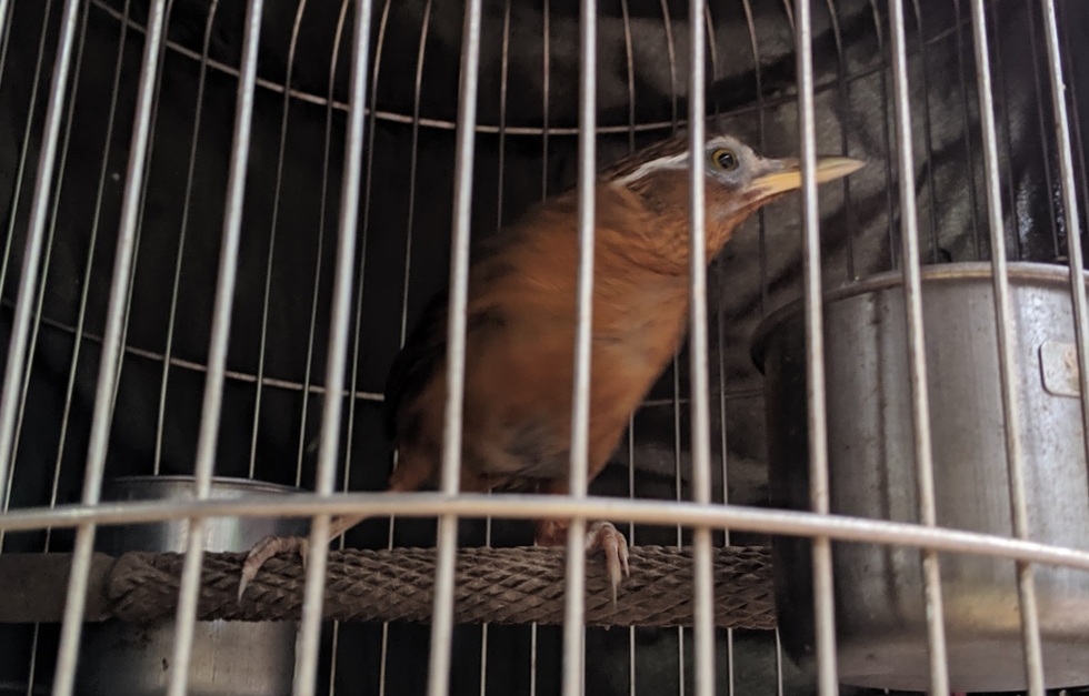 Loài chim cảnh quen thuộc có tên trong Sách đỏ, người nuôi có thể bị phạt - 4 Loài chim cảnh quen thuộc có tên trong Sách đỏ, người nuôi có thể bị phạt - 4