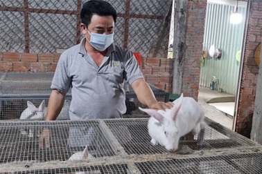 Kỹ sư cơ khí bỏ việc ở phố lên đồi nuôi thỏ lai, kiếm 30 triệu đồng/tháng