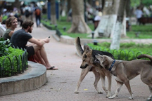 Chó thả rông không là chuyện nhỏ
