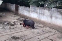 Nhử mồi trêu gấu, người đàn ông bị gấu tấn công rồi kéo lê đi