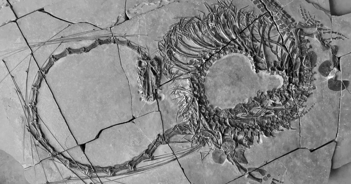 Fossilien legendärer drachenähnlicher Kreaturen in China gefunden | Dan Tri Zeitung