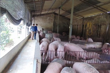 Hợp tác xã khởi nghiệp