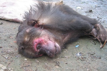 Tiếng kêu cứu ở Phong Nha - Kẻ Bàng