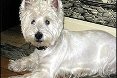 Lối sống xa hoa của những “cậu” chó Paris