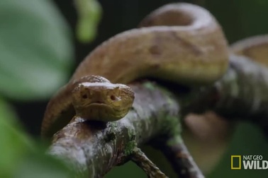 Sởn gai ốc với vùng đất có hàng nghìn con rắn bò lúc nhúc