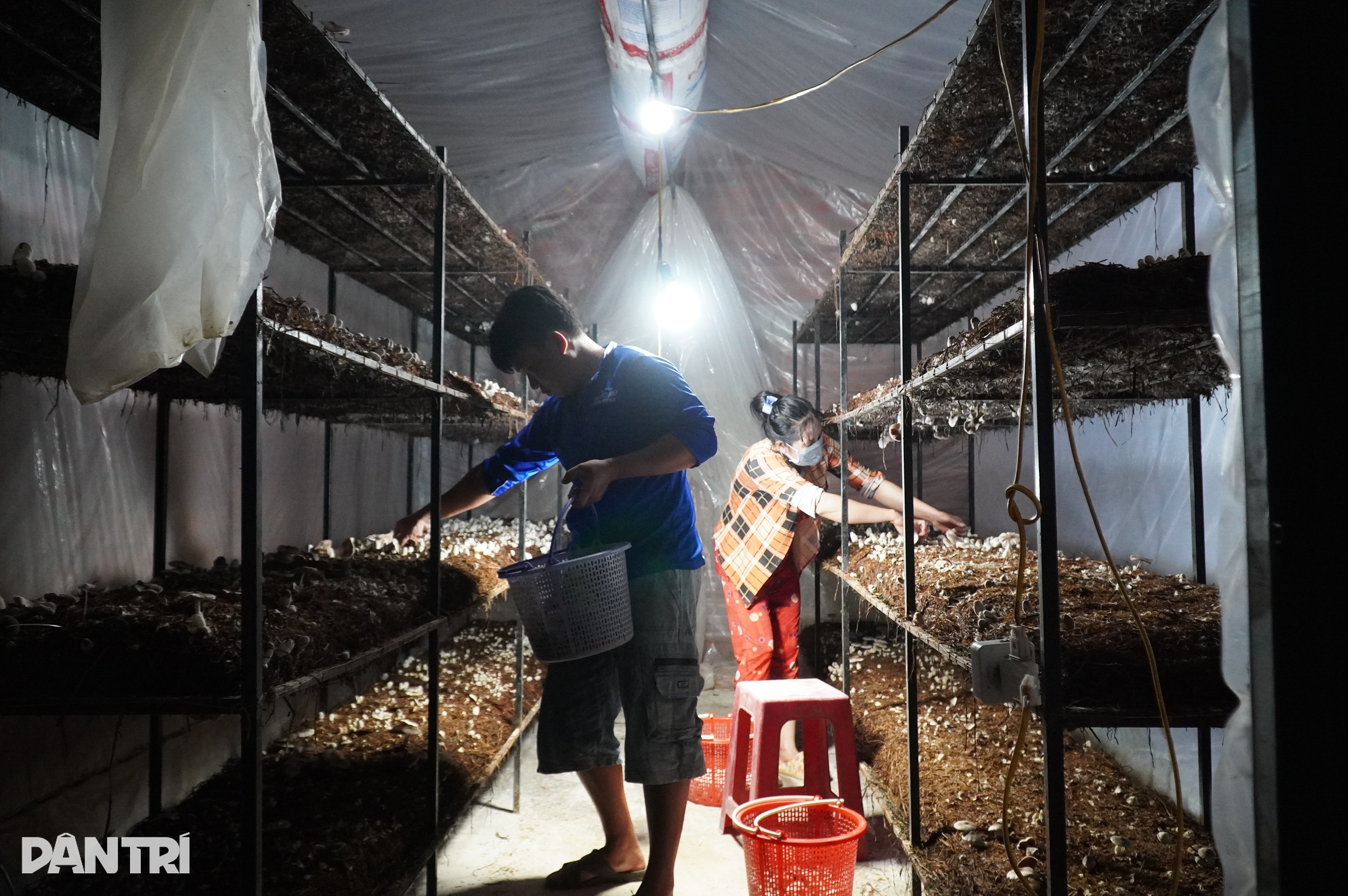 Jong stel in het Westen verdient elke dag miljoenen met gigantische paddenstoelenkwekerij - 4 Vợ chồng trẻ miền Tây thu tiền triệu mỗi ngày với trại nấm khổng lồ - 4