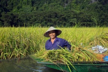 Nông dân ngâm mình gặt lúa ở cánh đồng đẹp nức tiếng Việt Nam