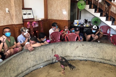 Hai vợ chồng "hô biến" phòng khách thành sới gà, lôi kéo người chơi