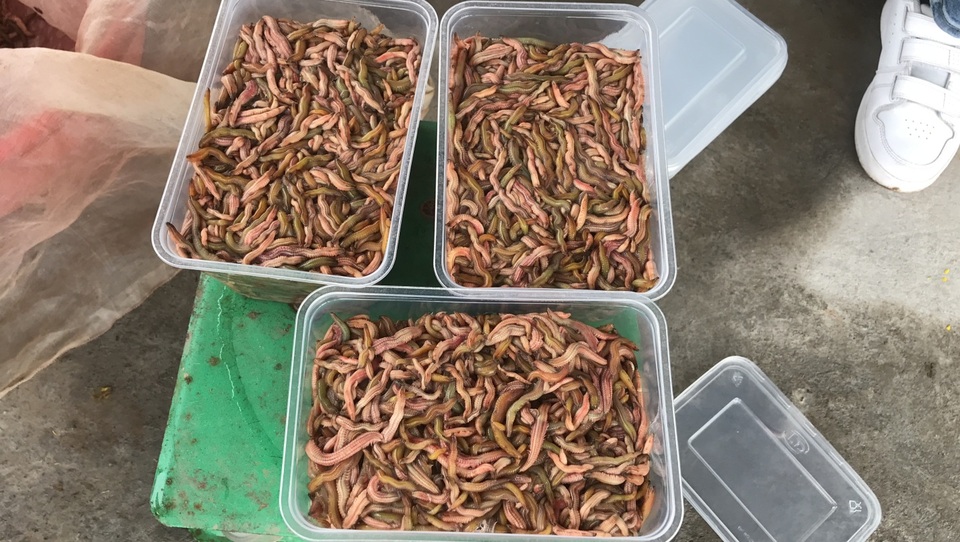 Về thủ phủ nuôi đặc sản con nhung nhúc, béo tròn, muốn ăn đến mùa mới có - 10