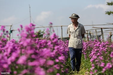 Nông dân Thừa Thiên Huế lo mất trắng vụ hoa Tết 2022
