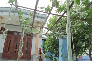 Đà Nẵng: Quả mướp có hình con rắn