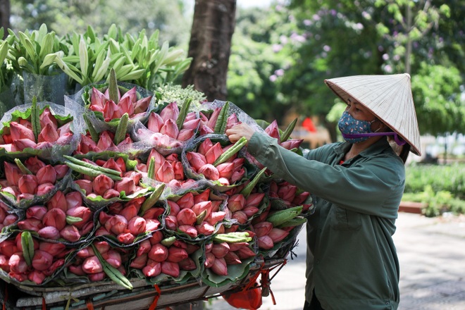 Hà Nội: Ngẩn ngơ với sắc sen đầu mùa xuống phố - 3 Hà Nội: Ngẩn ngơ với sắc sen đầu mùa xuống phố - 3