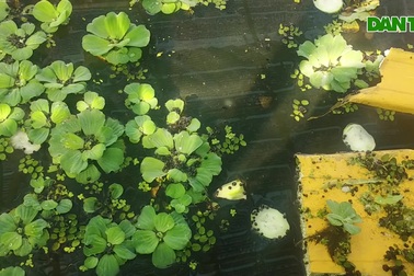 Nuôi loại đặc sản "õng ẹo", sợ mưa sợ nắng, 9X thu trăm triệu mỗi tháng