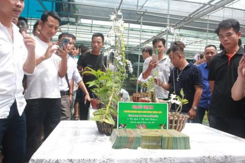 Lan Phi điệp đột biến: Đại gia nói trái đắng 500 tỷ đồng - 1 Lan Phi điệp đột biến: Đại gia nói trái đắng 500 tỷ đồng - 1