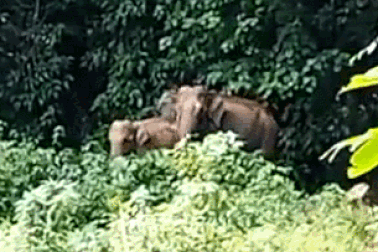 Khoảnh khắc voi mẹ thể hiện lòng biết ơn những người giúp giải cứu con mình