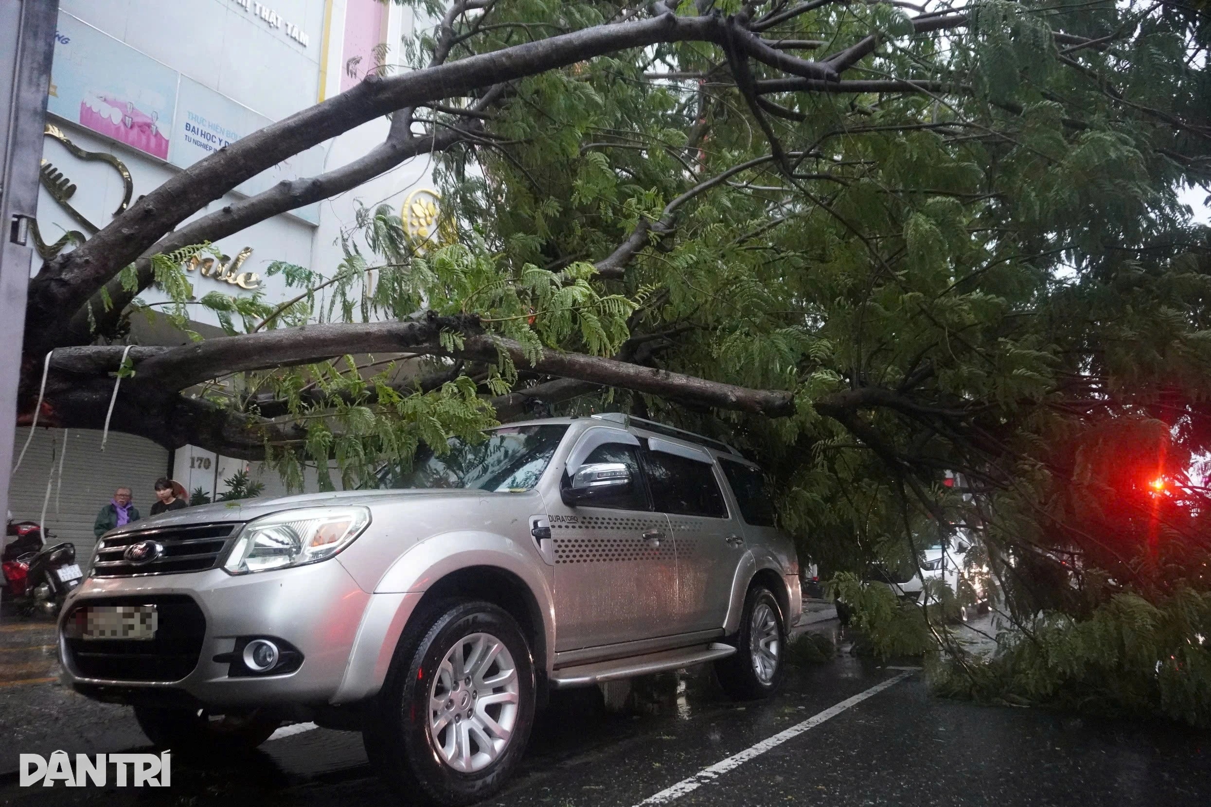 Mais de 900 árvores em Da Nang foram quebradas e derrubadas devido à tempestade Tra Mi - 1 Hơn 900 cây xanh ở Đà Nẵng gãy, đổ do bão Trà Mi - 1
