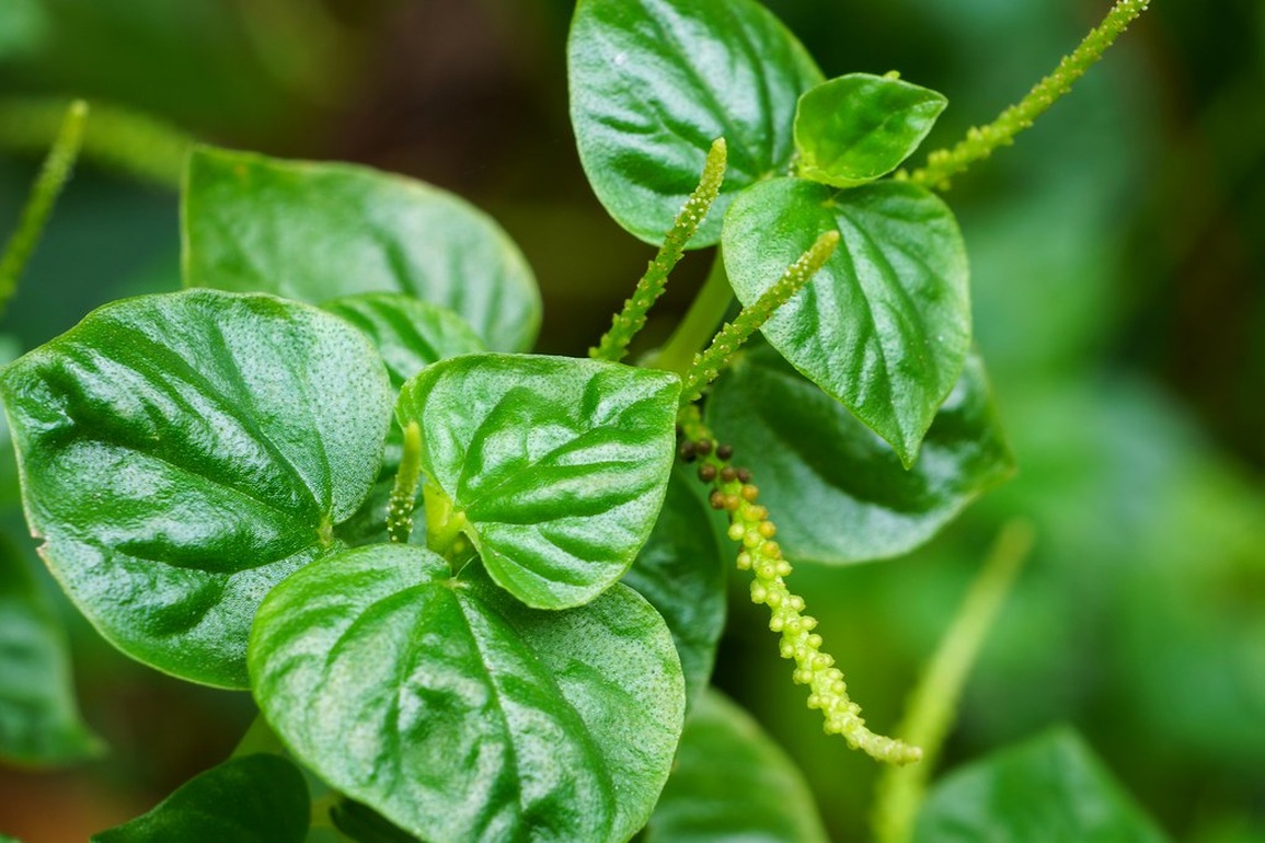 Loại rau dại ở Việt Nam lại có tác dụng phòng chống ung thư - 1