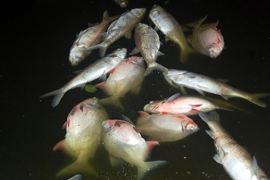 Hà Nội: Cá chết nổi trên hồ Linh Đàm