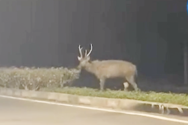 Con nai 120kg sổng chuồng xuất hiện trên đường ở TPHCM