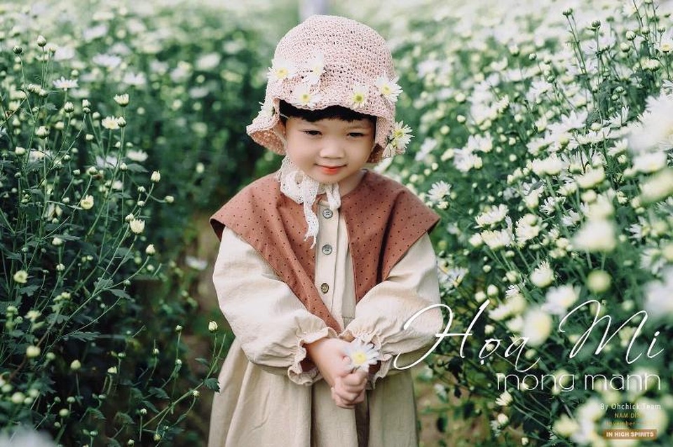 Bạn trẻ đổ xô đến vườn cúc họa mi “độc nhất” Nam Định chụp ảnh - 4