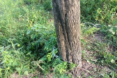 Đi xe ôm, thiếu nữ 18 tuổi bị gã đàn ông trói vào gốc cây rồi hiếp dâm