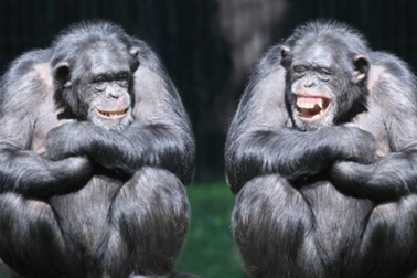 Động vật có cười không?