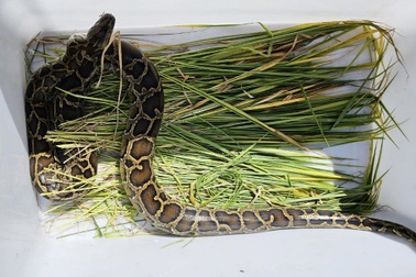 Người dân TPHCM bắt được con trăn dài 2m ở ao cá