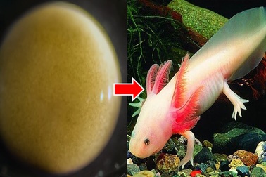 “Kỳ diệu” toàn bộ quá trình hình thành Kỳ giông từ… một tế bào