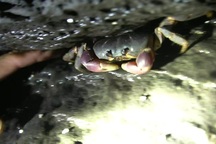 Quảng Ngãi: Săn cua trong đá nham thạch ở đảo Bé