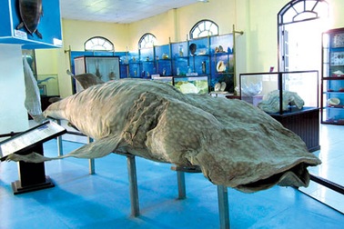 Ứng xử với cá thiêng: tín ngưỡng thắng khoa học?