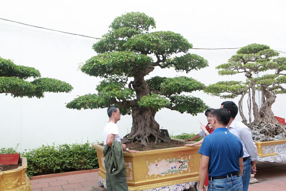 Bộ sưu tập khế cổ độc nhất vô nhị, đại gia trả chục tỷ đồng không bán - 2 Bộ sưu tập khế cổ độc nhất vô nhị, đại gia trả chục tỷ đồng không bán - 2