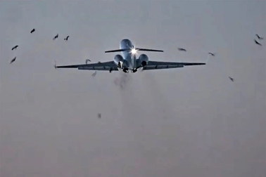 Máy bay chở tướng Mỹ hạ cánh khẩn cấp vì đâm phải chim