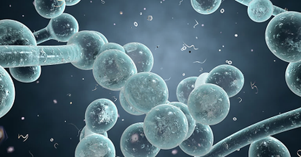Viêm phụ khoa do nấm Candida: Những điều cần biết và cách phòng ngừa - 2 Viêm phụ khoa do nấm Candida: Những điều cần biết và cách phòng ngừa - 2