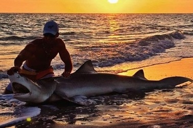 Cận cảnh ngư phủ bắt 100 “sát thủ đại dương”