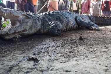Cá sấu khổng lồ lẻn vào nhà, cả làng Ấn Độ cãi nhau tìm cách xử
