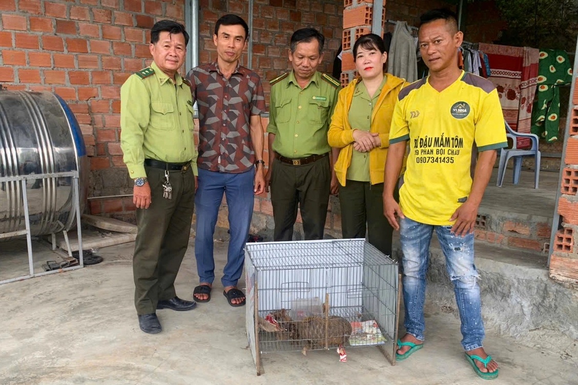 Σπάνια μητέρα παγκολίνος ανακαλύφθηκε να γεννάει σε μια κουφάλα δέντρου κοντά σε ένα σπίτι - 2 Phát hiện tê tê mẹ quý hiếm sinh con trong hốc cây gần nhà dân - 2