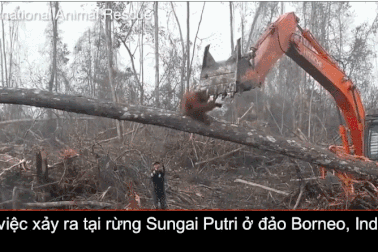 Video cảnh đười ươi quyết cản máy ủi phá rừng