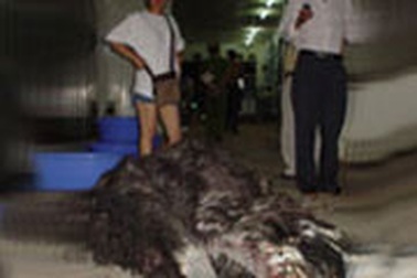 20 con đà điểu “bí mật” quay lại TPHCM