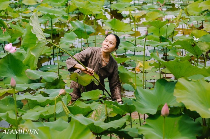 Người phụ nữ chân quê ngoại thành Hà Nội với biệt tài "bắt sen nhả tơ", làm nên chiếc khăn giá chẳng kém gì hàng hiệu nổi tiếng - Ảnh 1.