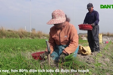 Kiệu được giá, nông dân Quảng Nam phấn khởi khi Tết cận kề