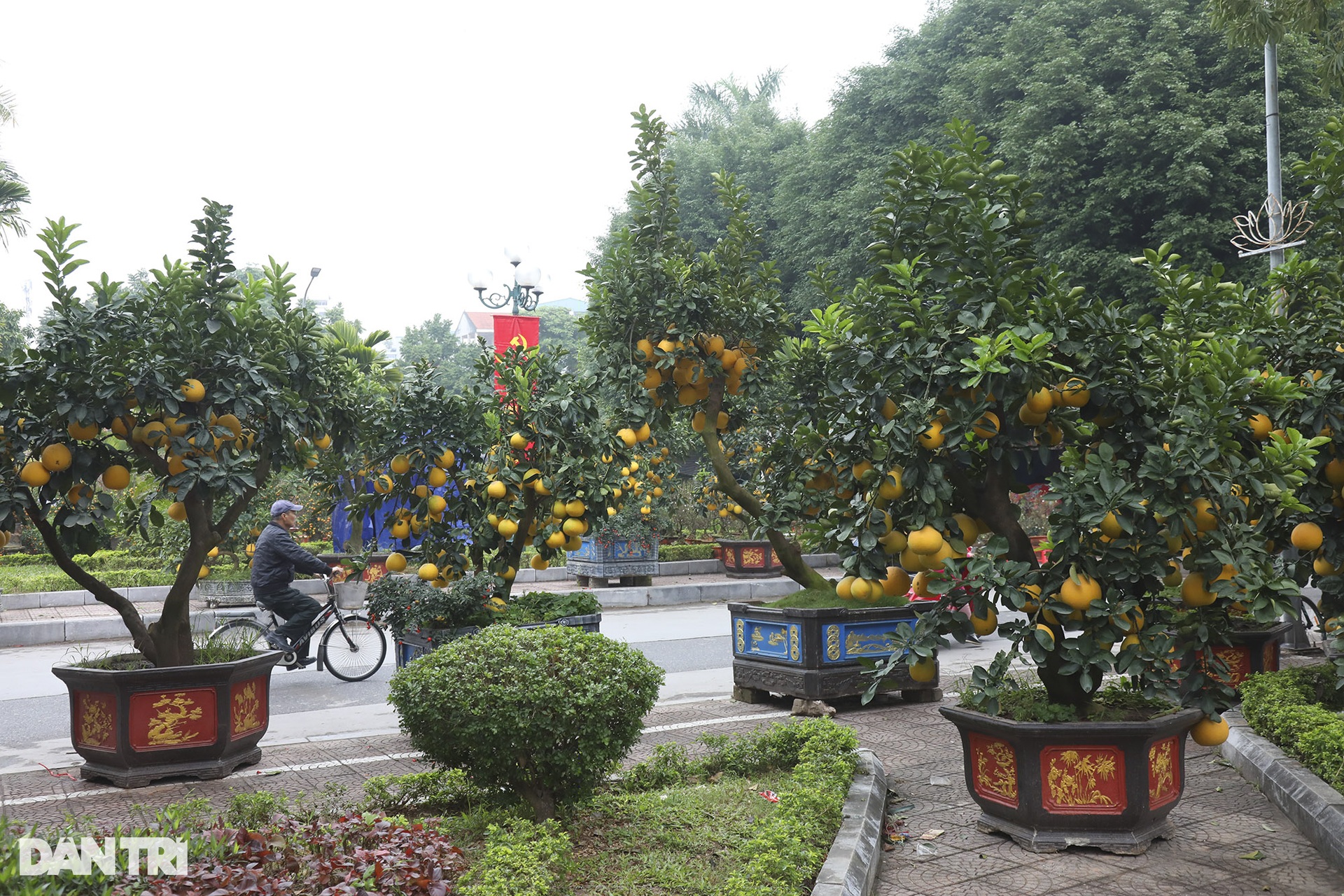 People flocked to Lac Long Quan flower market to shop for Tet - 8